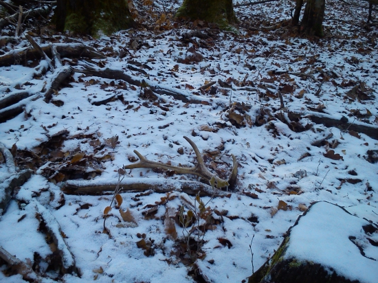 Paroh * prvý v roku 2017*