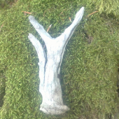 skamenelina