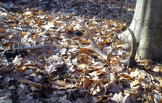 Paroh pár k ID 310772