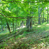 Les a lesný obyvatelia