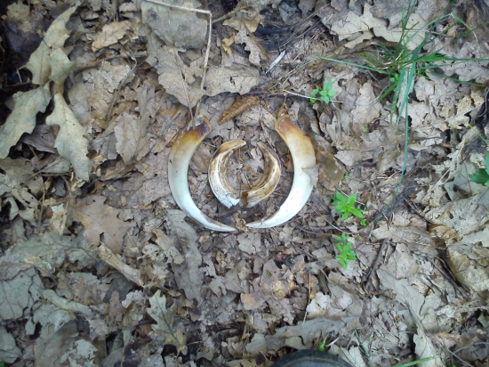 Našiel som na hríboch