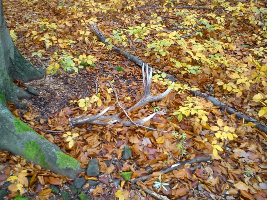 Paroh 3kg iní pohľad