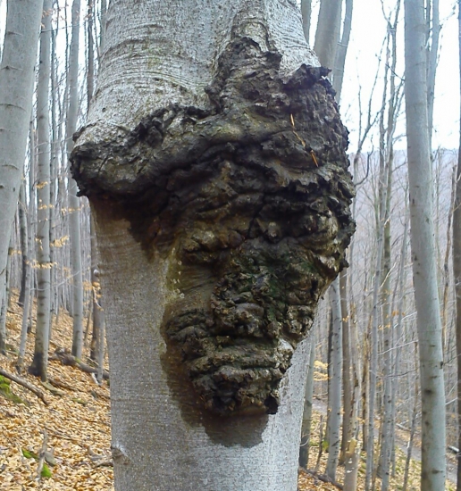 trochu fantázie
