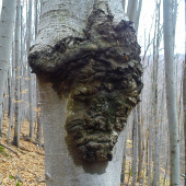 trochu fantázie