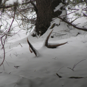 o dva týždne  pár