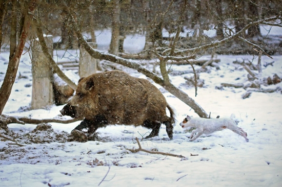 Parson russell terrier v akcii