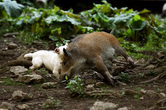 Tréning, parson russell terrier 13 mes.
