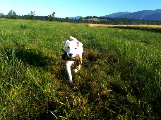 Parson russell - aport