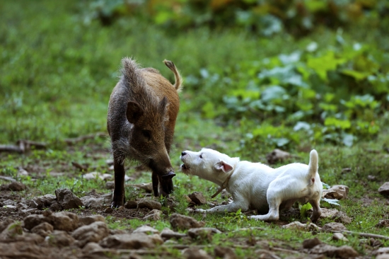 Tak to vyzerá pri mladom, neskúsenom psovi.