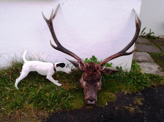 Malé šikovné dievčatko