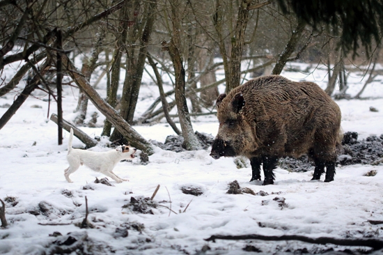Vybral si najväčšieho