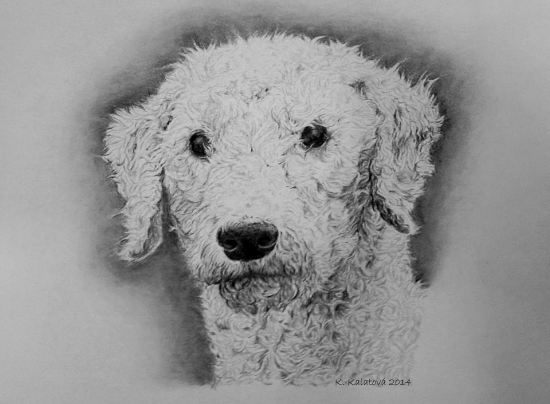 Bedlington terrier