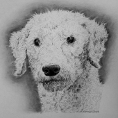 Bedlington terrier