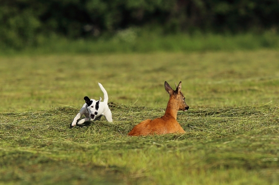 Prvý kontakt so srnčou