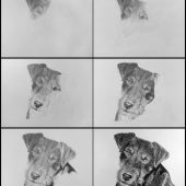 Jagdteriér AXA - ceruza