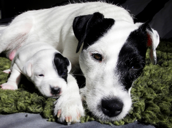 Aká matka, taká Katka.