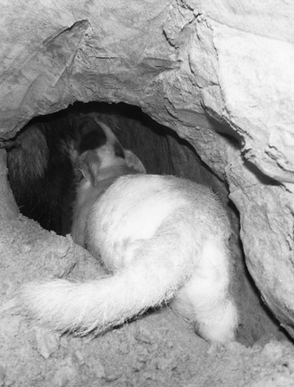 Parson pri práci pod zemou