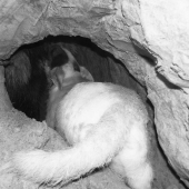 Parson pri práci pod zemou