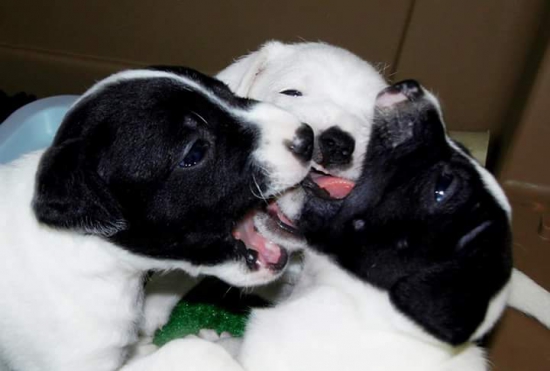 Skupinová hryzenica :)