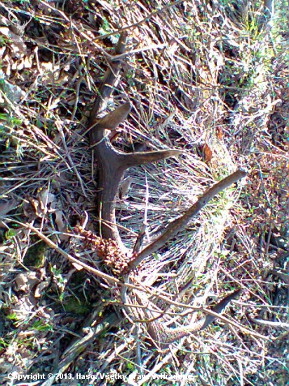 sezona 13