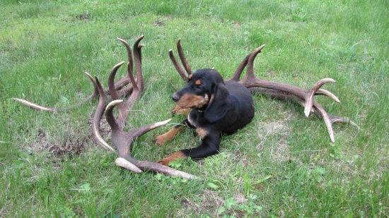 ajka -spod belohradu