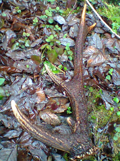 10 toracik -vlanajsi