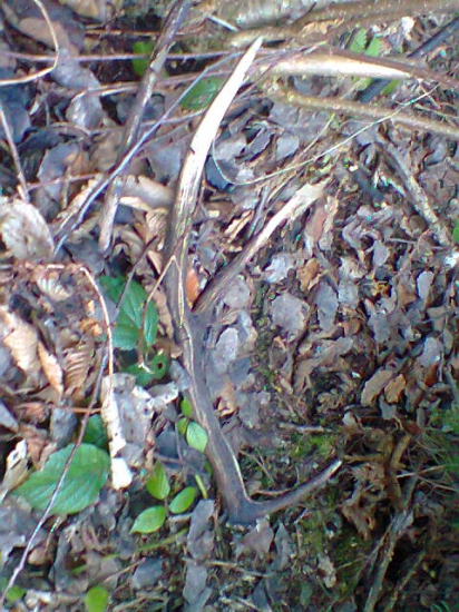 stedrovecerny sestoracik