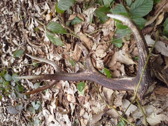 vprerezavke sa nepozerali