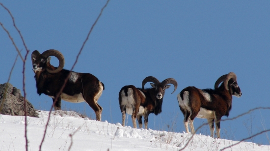 triOvis