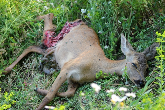 nevedomé pytliactvo