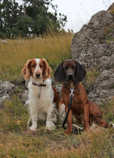 moja kynologická výbava