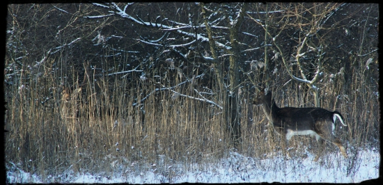 Hra na schovku