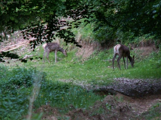jelenica a jelienča