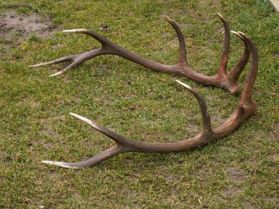 lavý nájdený o den neskôr