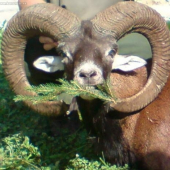 muflon 2 v.t