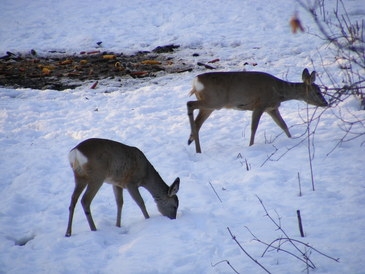 prosim vas zielaj ta aj ljkujete našu stranku