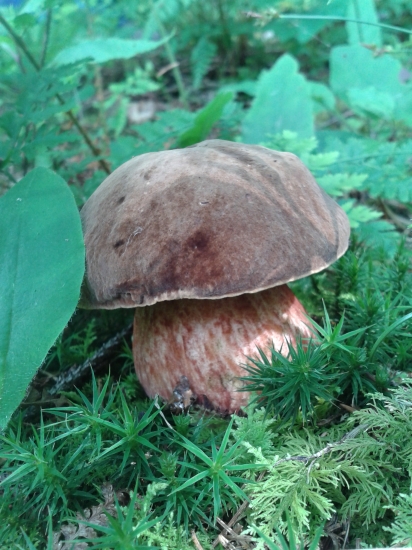 2 min v lese a 12 hubov