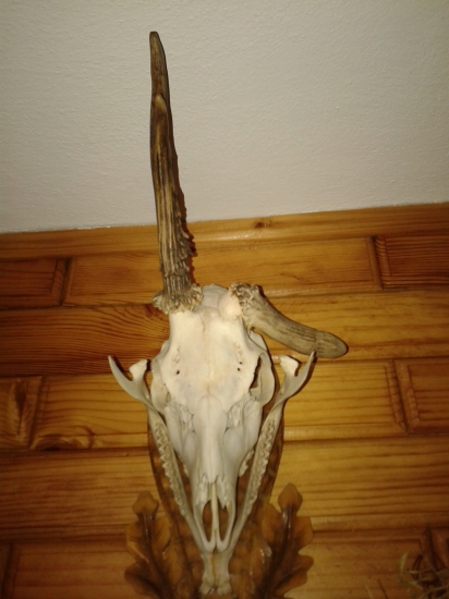 Raaritka