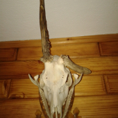 Raaritka