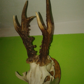 Trofej