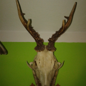 Trofej