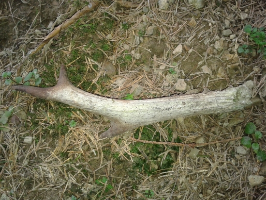 položil som ho na cestu :D