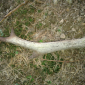 položil som ho na cestu :D