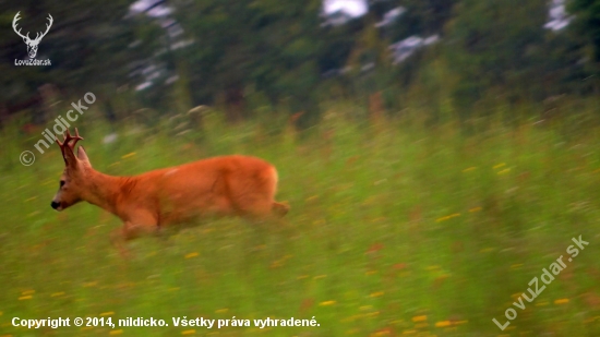 Srnec aká VT ??