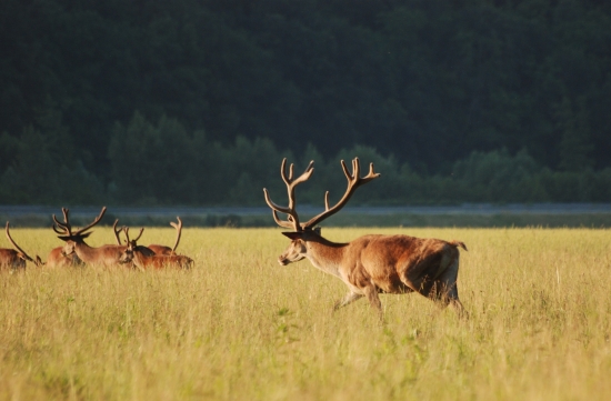 Ked odchádza za kamošmi