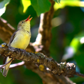 Sedmohlások Hájový