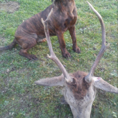 Jelínek