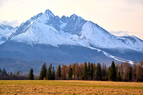 jarná poľana