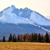jarná poľana