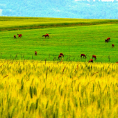 stádo v poli na paši.........